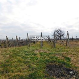 Predaj, chata Modrany, s vinohradom na pozemku o rozlohe 1208 m² - ZNÍŽENÁ CENA