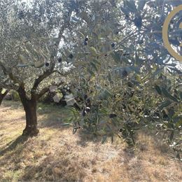 Pozemok – olivový háj – Medulin, 2.808m2