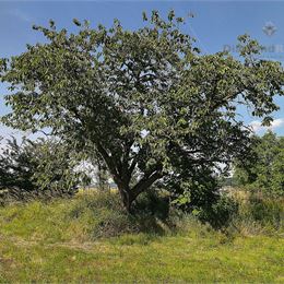 Na predaj stavebný pozemok, ulica Trnavská, obec Jablonica.