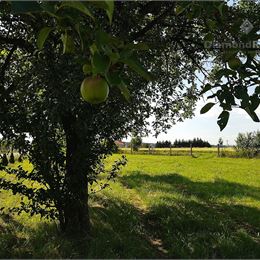 Na predaj stavebný pozemok, ulica Trnavská, obec Jablonica.