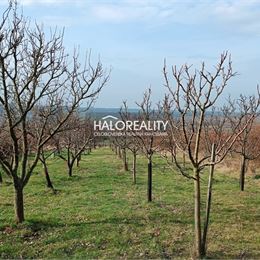 Predaj, rekreačný pozemok Žemberovce, s viničným domčekom - ZNÍŽENÁ CENA - EXKLUZÍVNE HALO REALITY