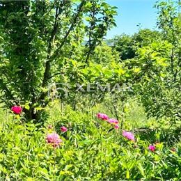 Predaj zrubu Rykynčice