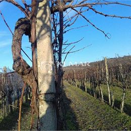 Vinica - kolíska vína v Hontianskych Nemciach