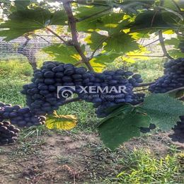 Vinica - kolíska vína v Hontianskych Nemciach