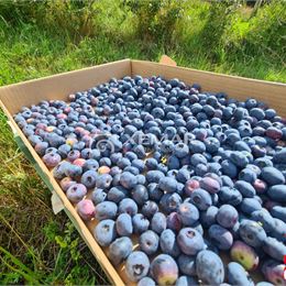 Na predaj čučoriedkový sad pod Poľanou - Exkluzívne, Znížená cena !!!