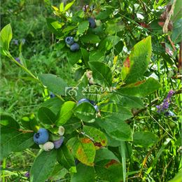 Na predaj čučoriedkový sad pod Poľanou - Exkluzívne, Znížená cena !!!