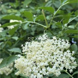 Na predaj záhrada v Banskej Bystrici, CENTRUM