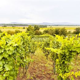 Predaj, chata Kamenný Most, s vinicou, vzdialená necelých 5 km od Štúrova - EXKLUZÍVNE HALO REALITY